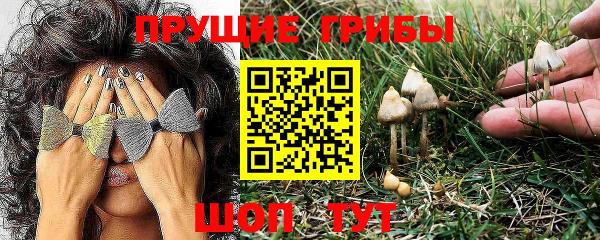 Галлюциногенные грибы Psilocybe Сергиев Посад